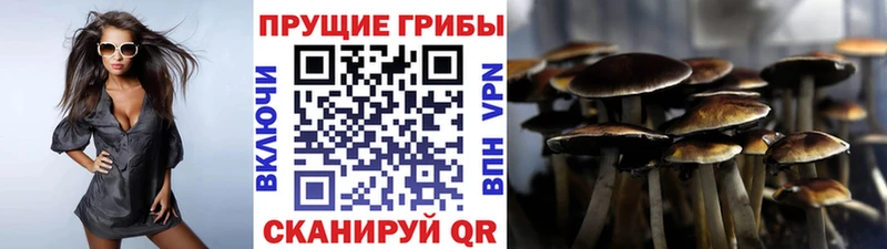 Купить где  Покровск  Галлюциногенные грибы мицелий 